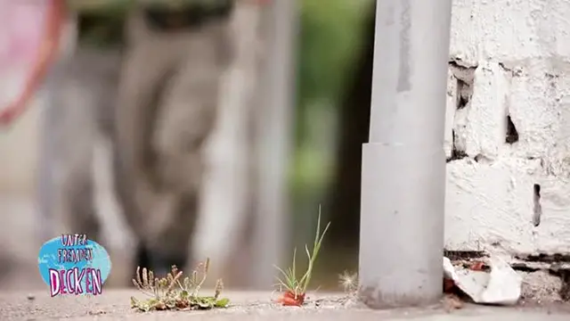 Leila Lowfire - Unter Fremden Decken